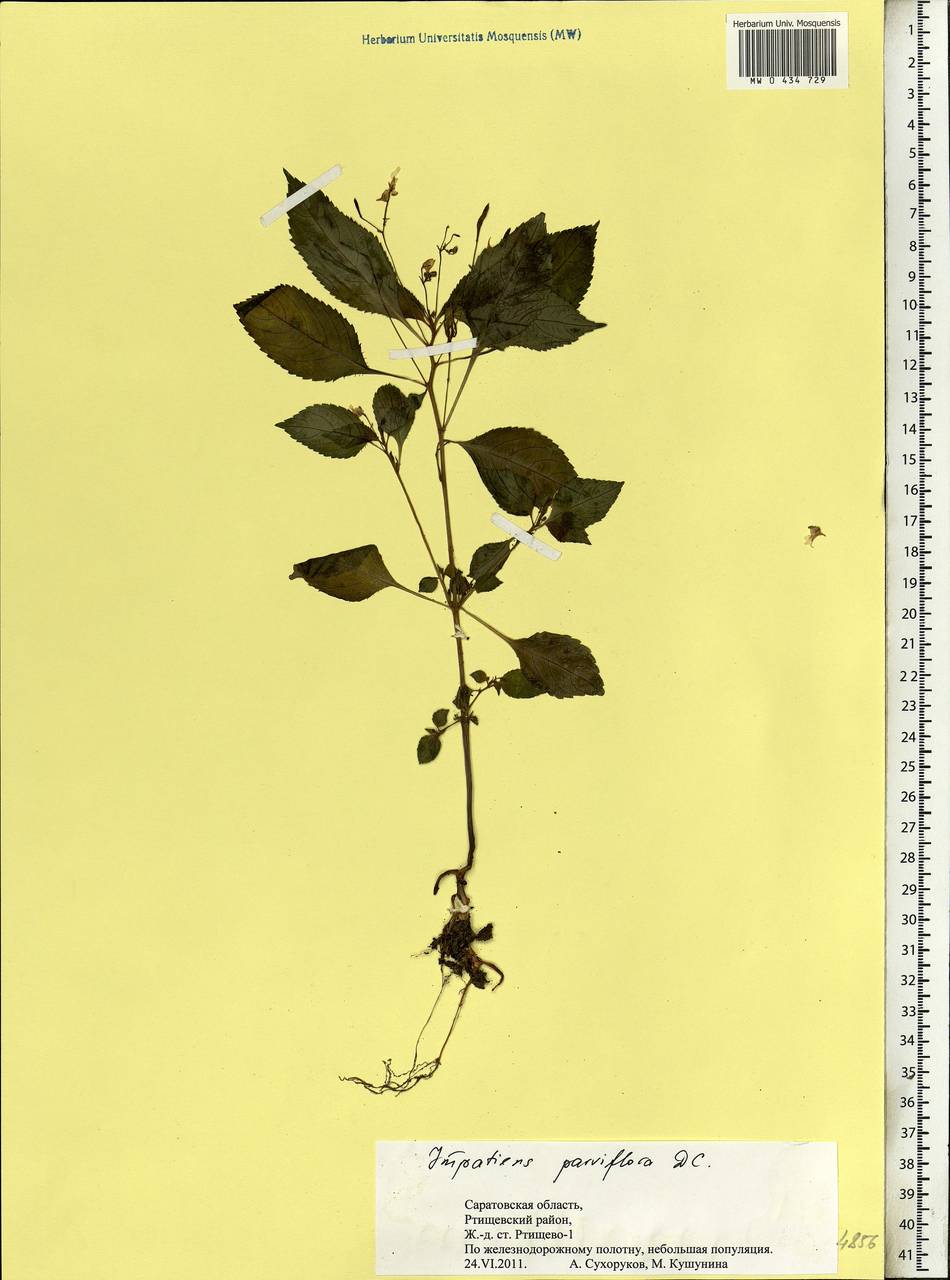 Impatiens parviflora, Eastern Europe, Lower Volga region (E9) (Russia)