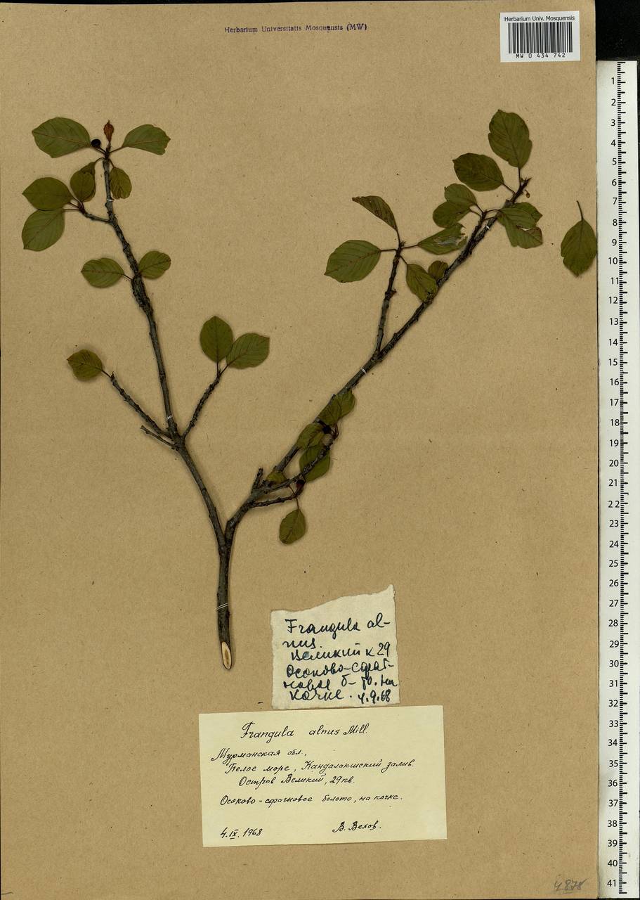 Frangula alnus, Eastern Europe, Northern region (E1) (Russia)