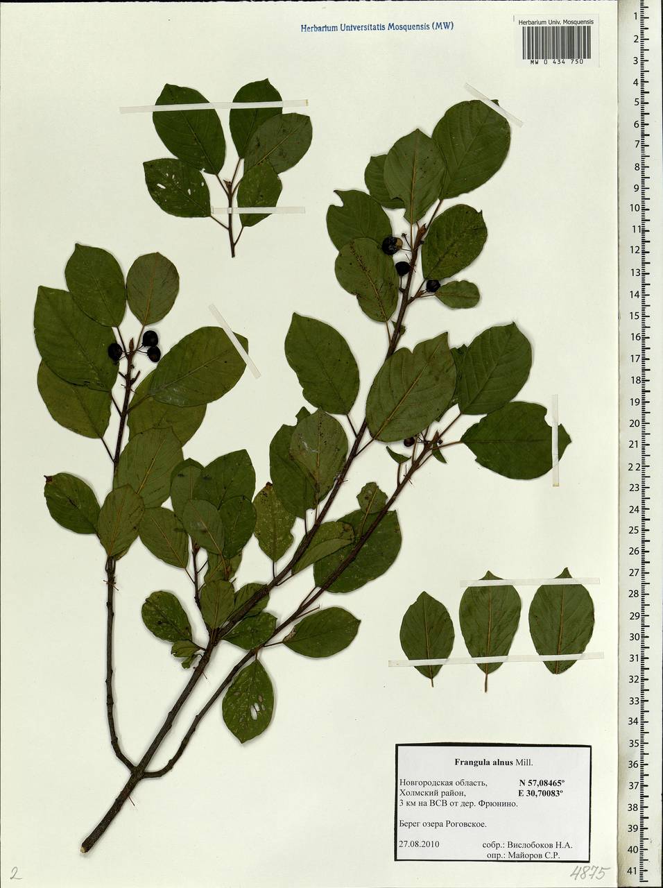 Frangula alnus, Eastern Europe, North-Western region (E2) (Russia)