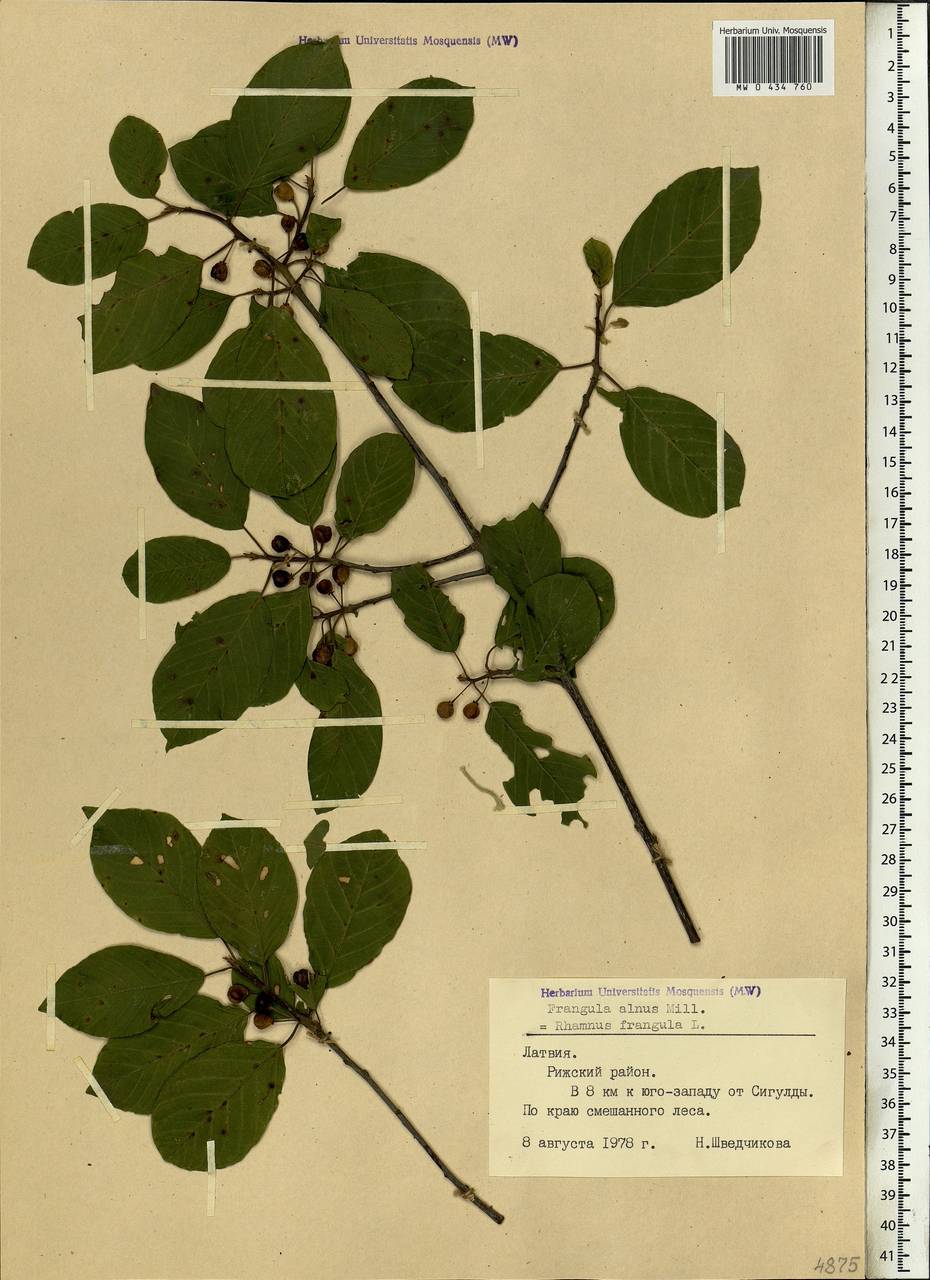 Frangula alnus, Eastern Europe, Latvia (E2b) (Latvia)