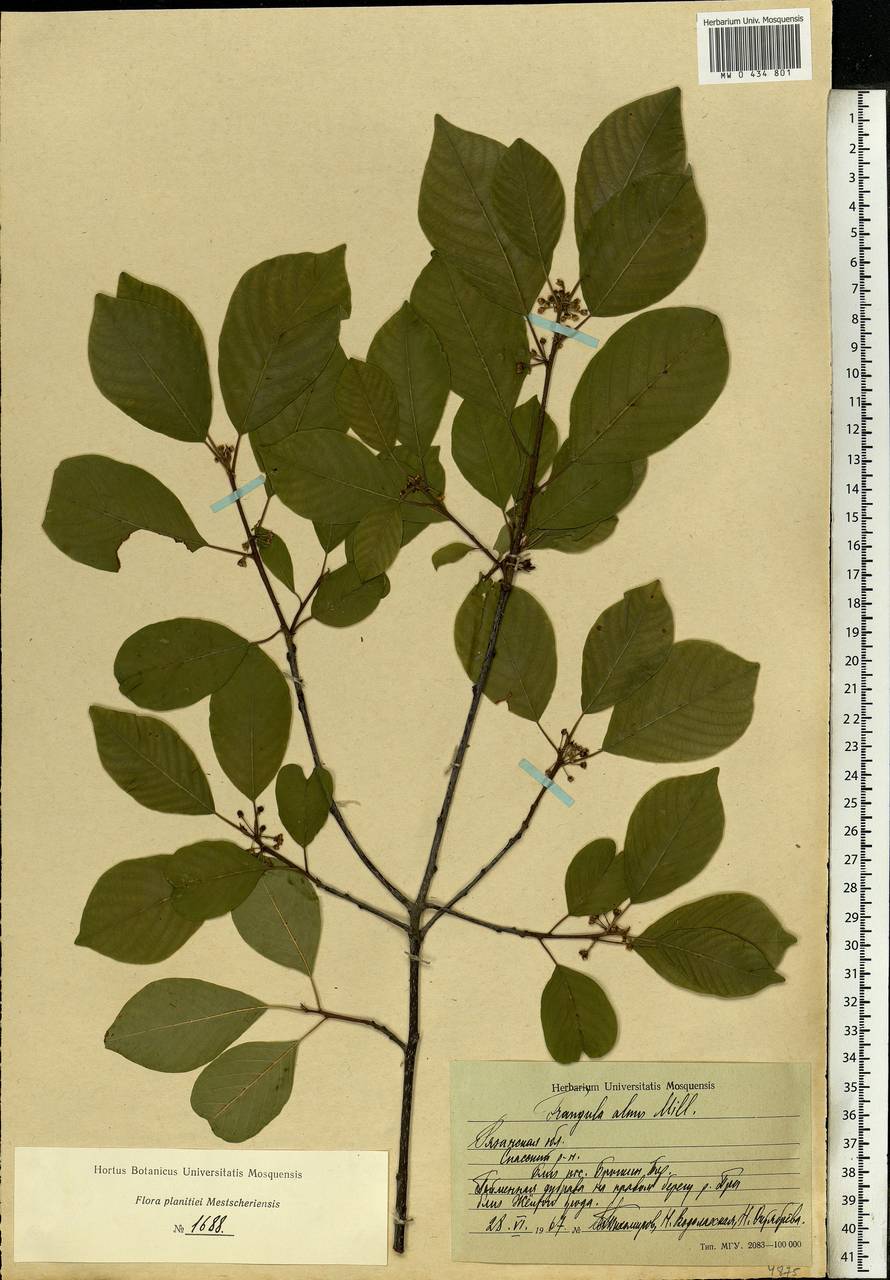 Frangula alnus Mill., Eastern Europe, Central region (E4) (Russia)