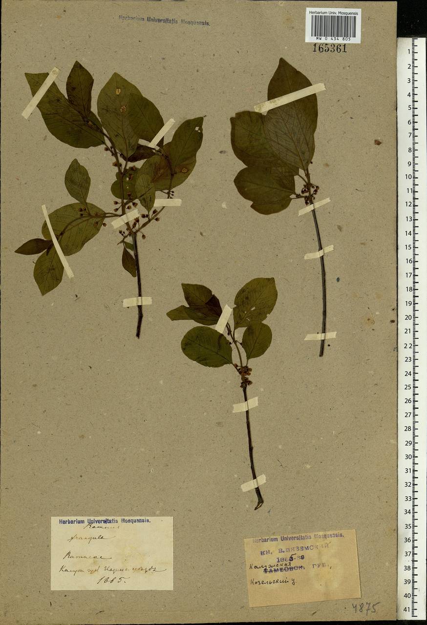 Frangula alnus, Eastern Europe, Central region (E4) (Russia)