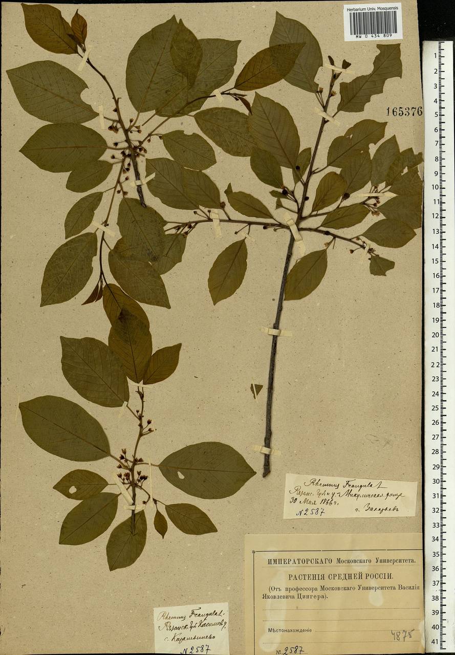 Frangula alnus, Eastern Europe, Central region (E4) (Russia)