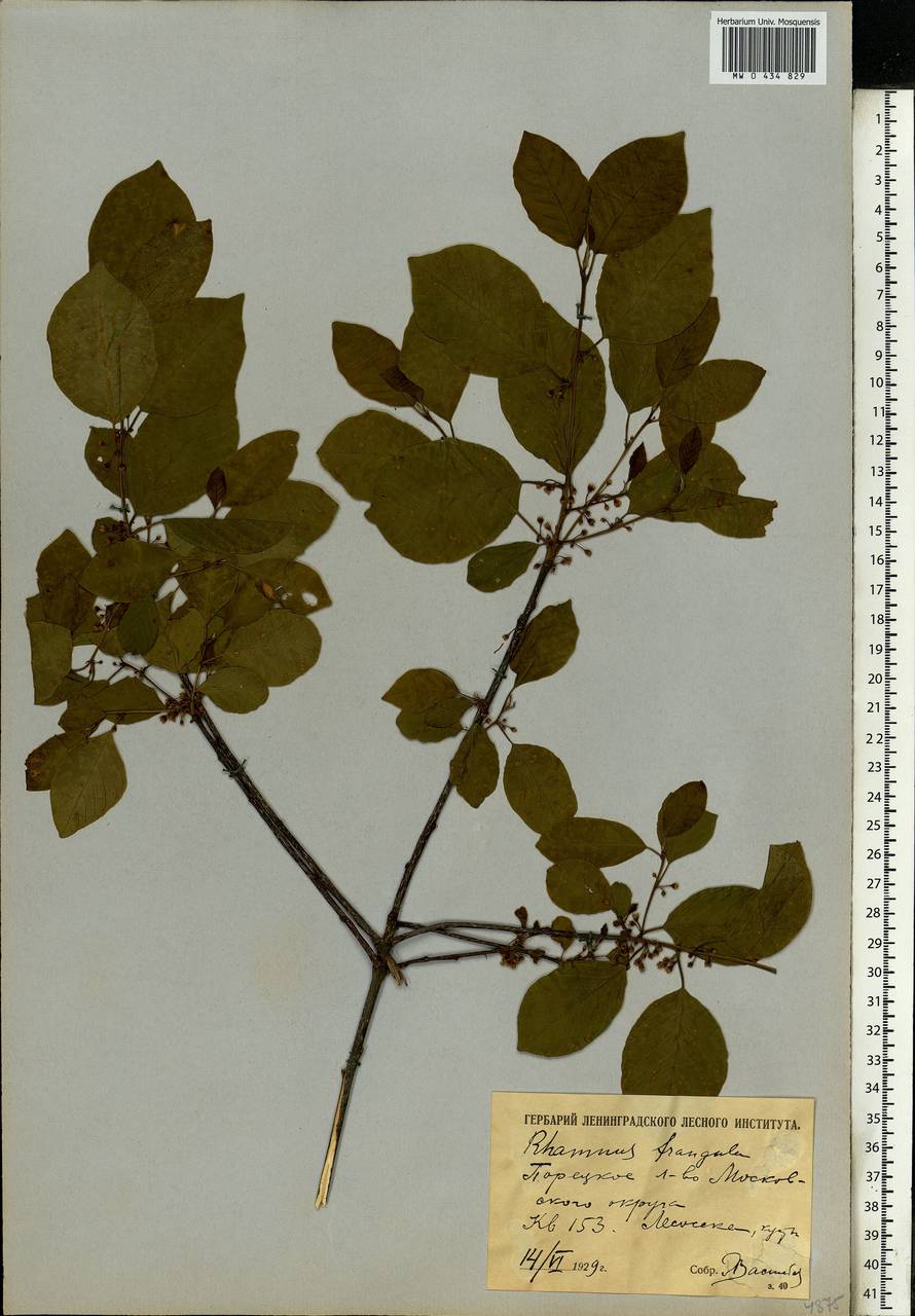 Frangula alnus, Eastern Europe, Moscow region (E4a) (Russia)