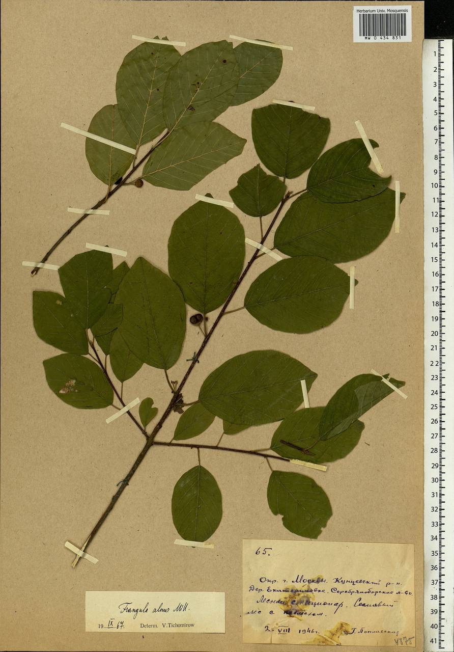 Frangula alnus, Eastern Europe, Moscow region (E4a) (Russia)