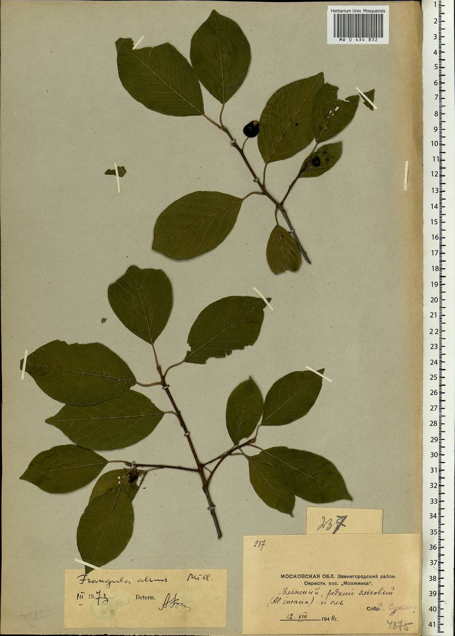 Frangula alnus, Eastern Europe, Moscow region (E4a) (Russia)