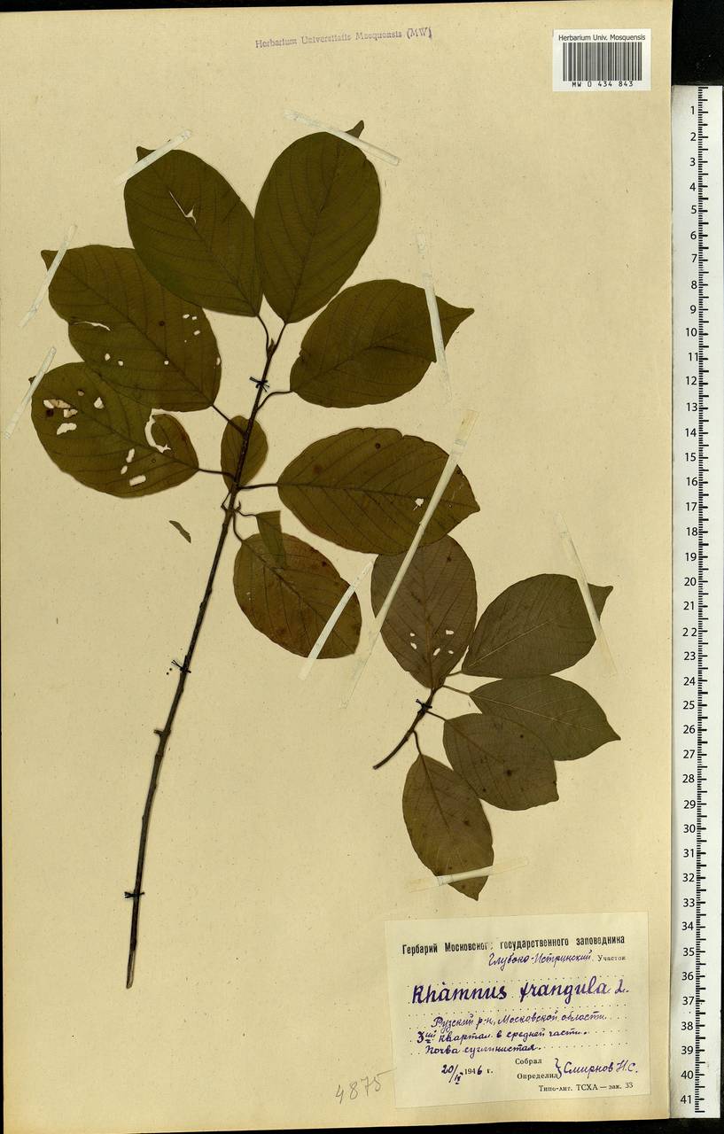 Frangula alnus, Eastern Europe, Moscow region (E4a) (Russia)