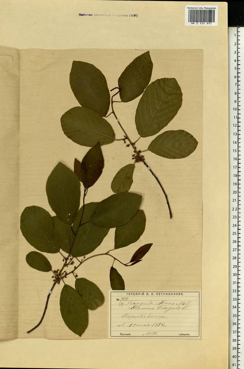 Frangula alnus, Eastern Europe, Moscow region (E4a) (Russia)