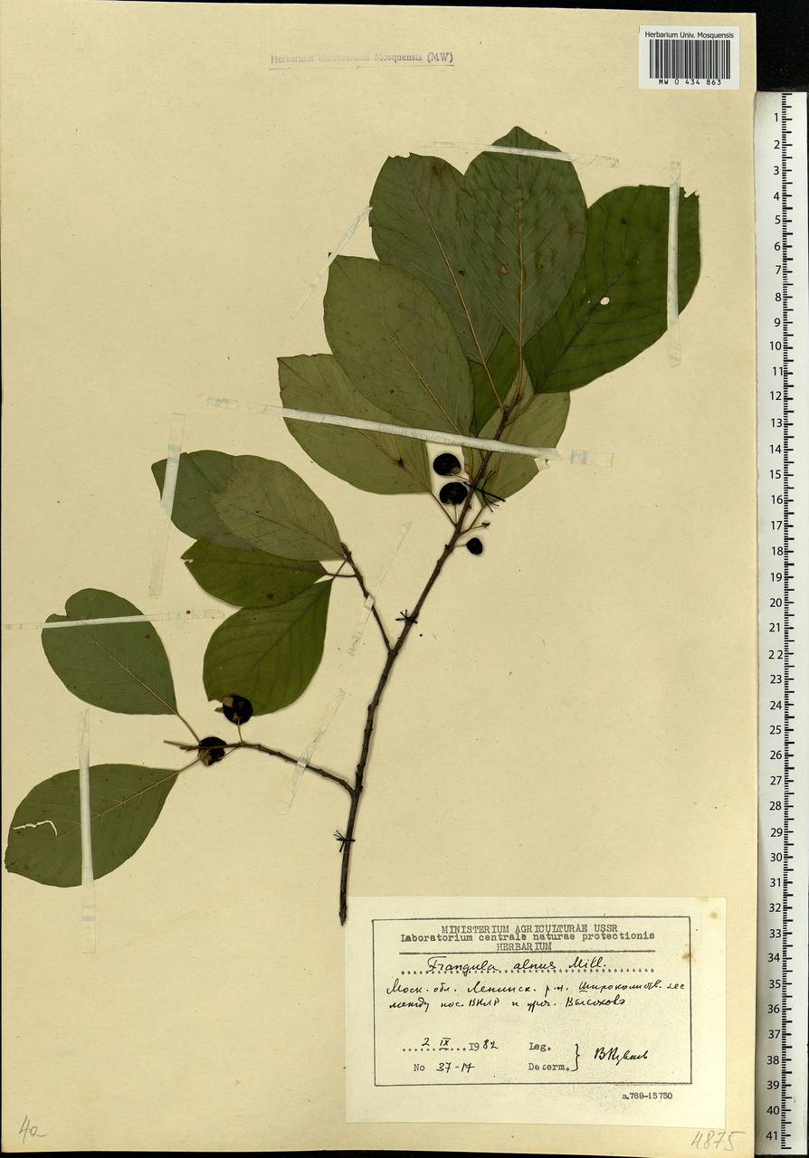 Frangula alnus Mill., Eastern Europe, Moscow region (E4a) (Russia)