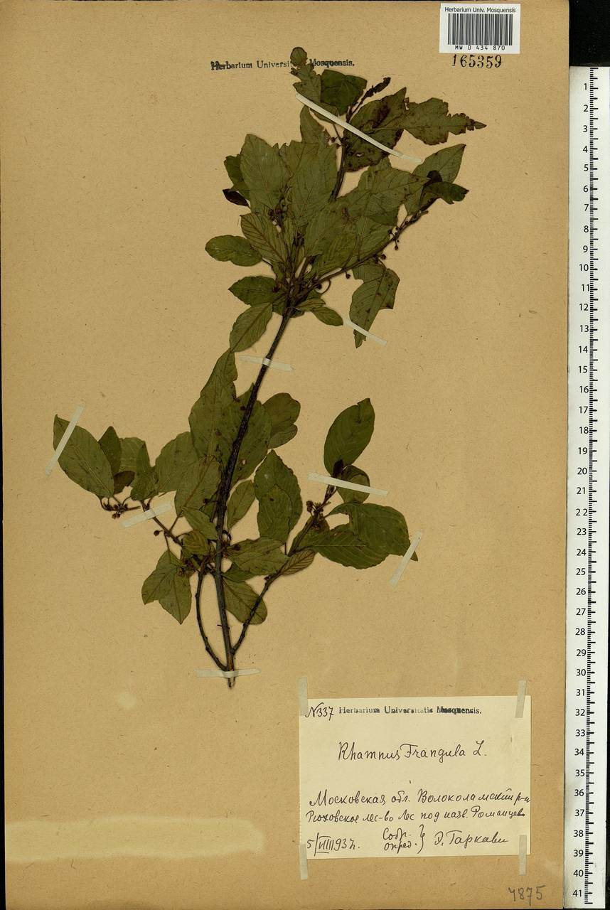 Frangula alnus, Eastern Europe, Moscow region (E4a) (Russia)