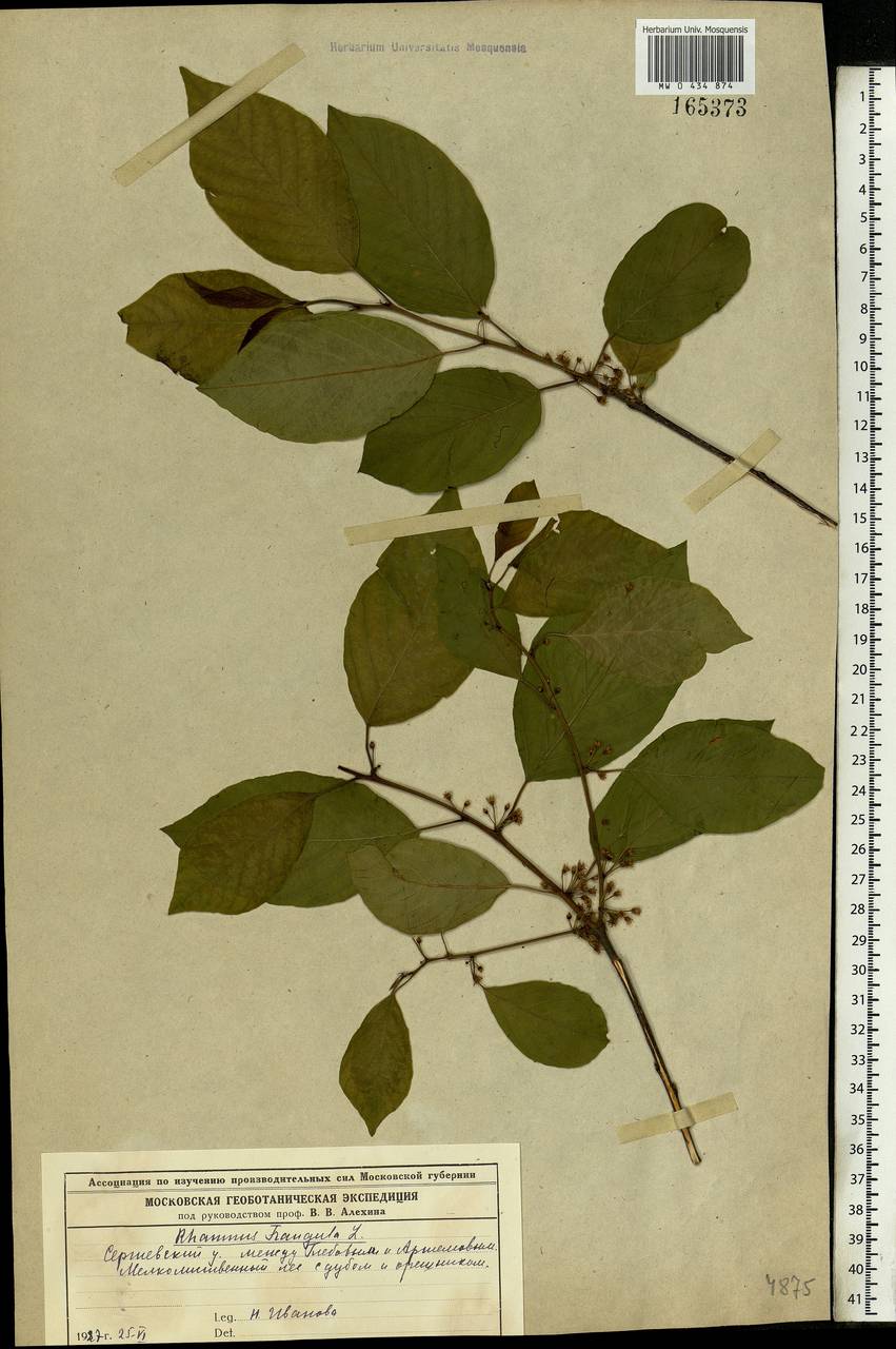 Frangula alnus, Eastern Europe, Moscow region (E4a) (Russia)