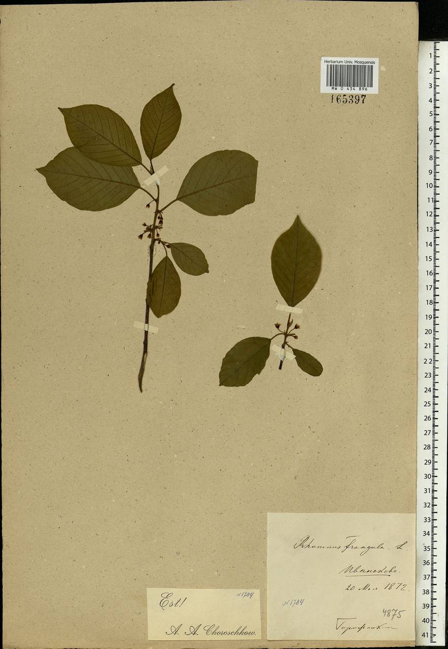 Frangula alnus, Eastern Europe, Moscow region (E4a) (Russia)