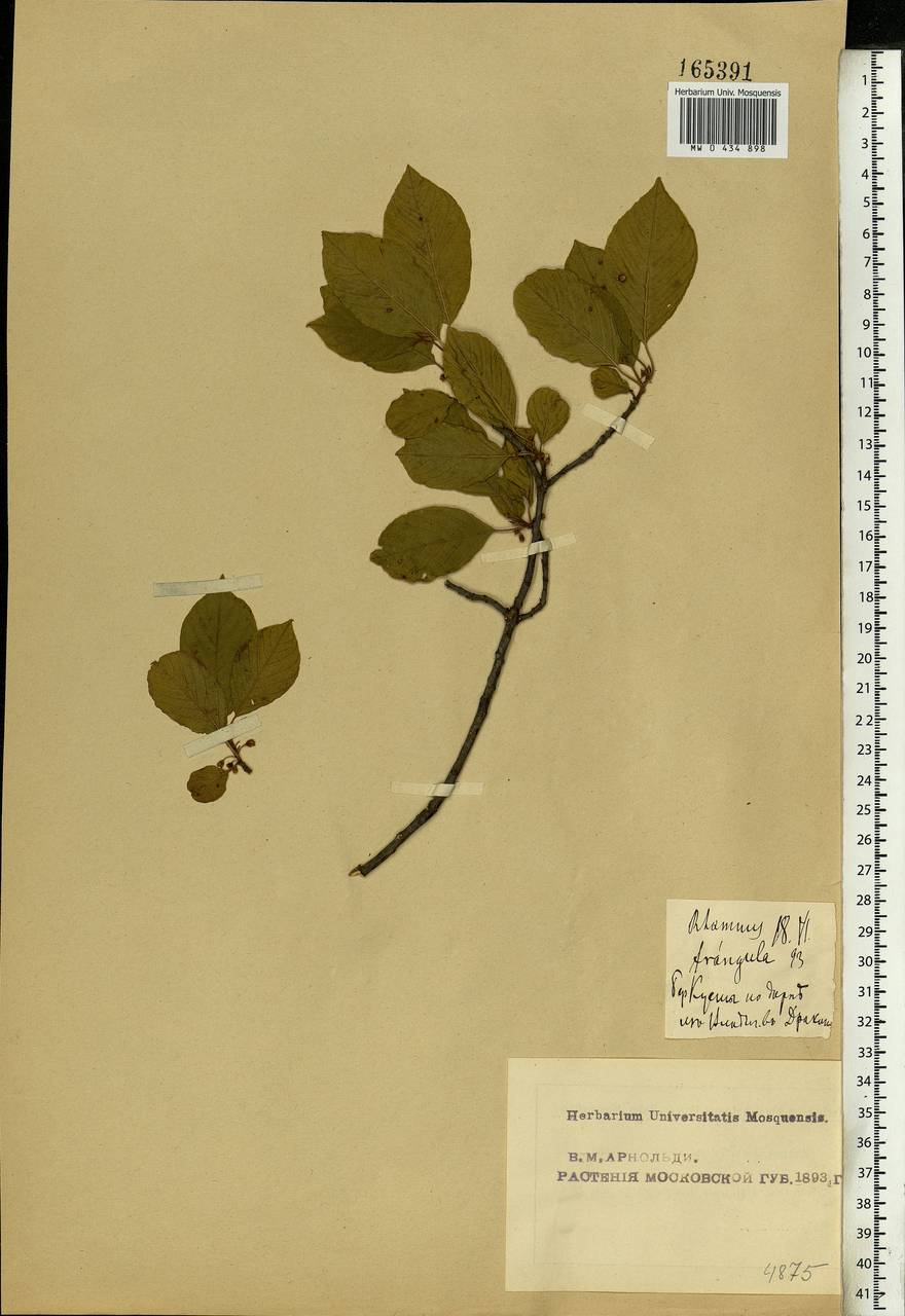 Frangula alnus, Eastern Europe, Moscow region (E4a) (Russia)