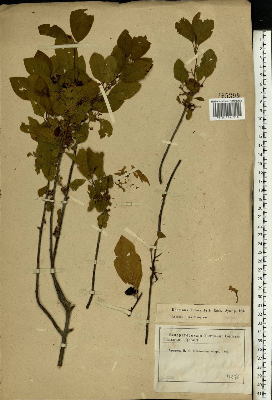 Frangula alnus, Eastern Europe, Moscow region (E4a) (Russia)