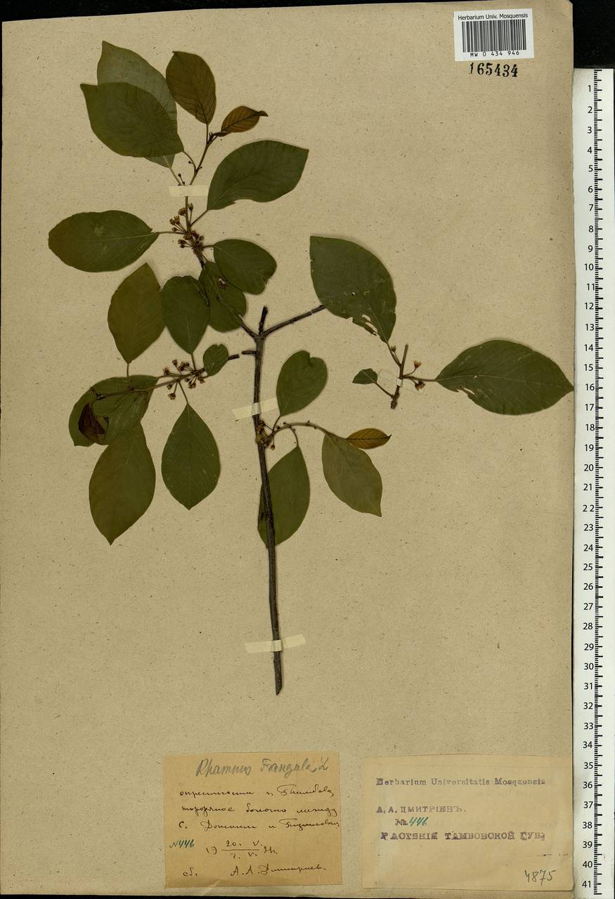 Frangula alnus, Eastern Europe, Central forest-and-steppe region (E6) (Russia)