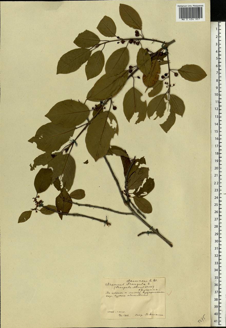 Frangula alnus, Eastern Europe, Central forest-and-steppe region (E6) (Russia)