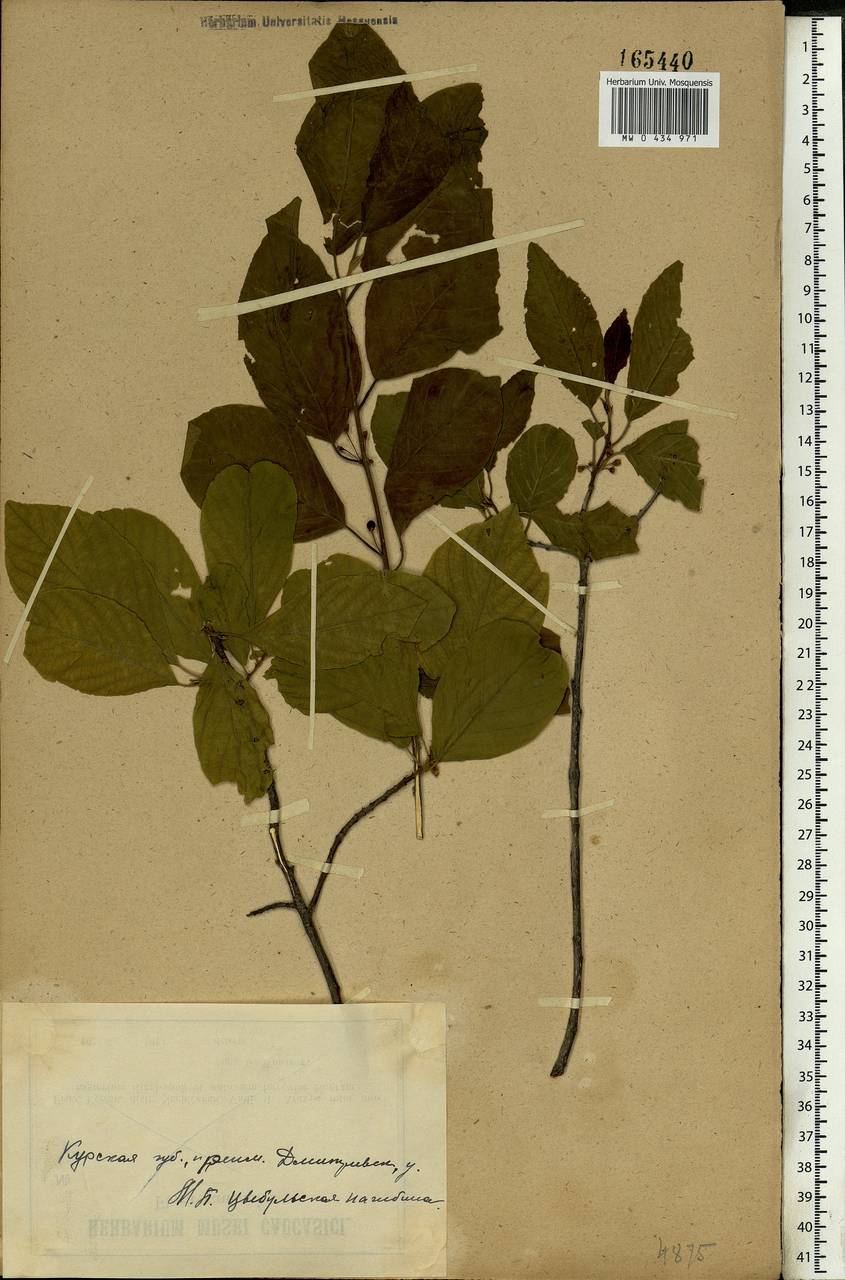 Frangula alnus Mill., Eastern Europe, Central forest-and-steppe region (E6) (Russia)