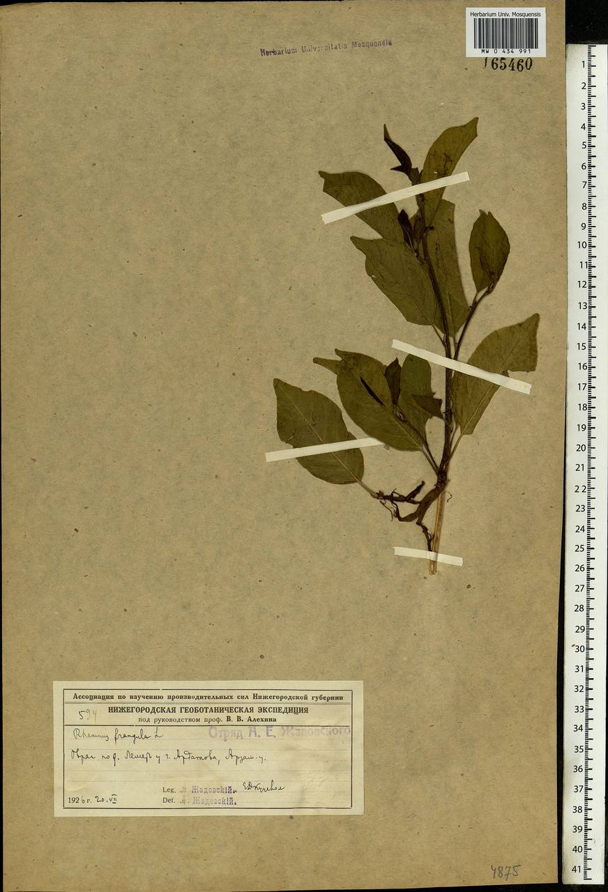 Frangula alnus, Eastern Europe, Volga-Kama region (E7) (Russia)