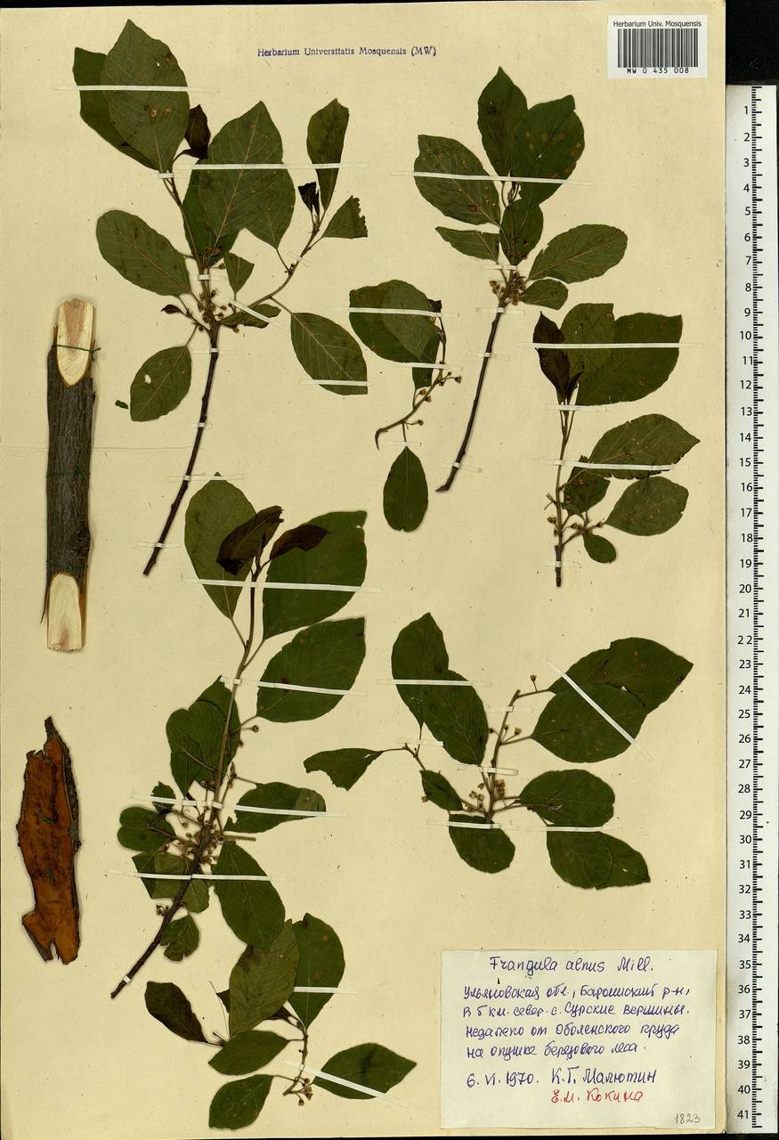 Frangula alnus, Eastern Europe, Middle Volga region (E8) (Russia)