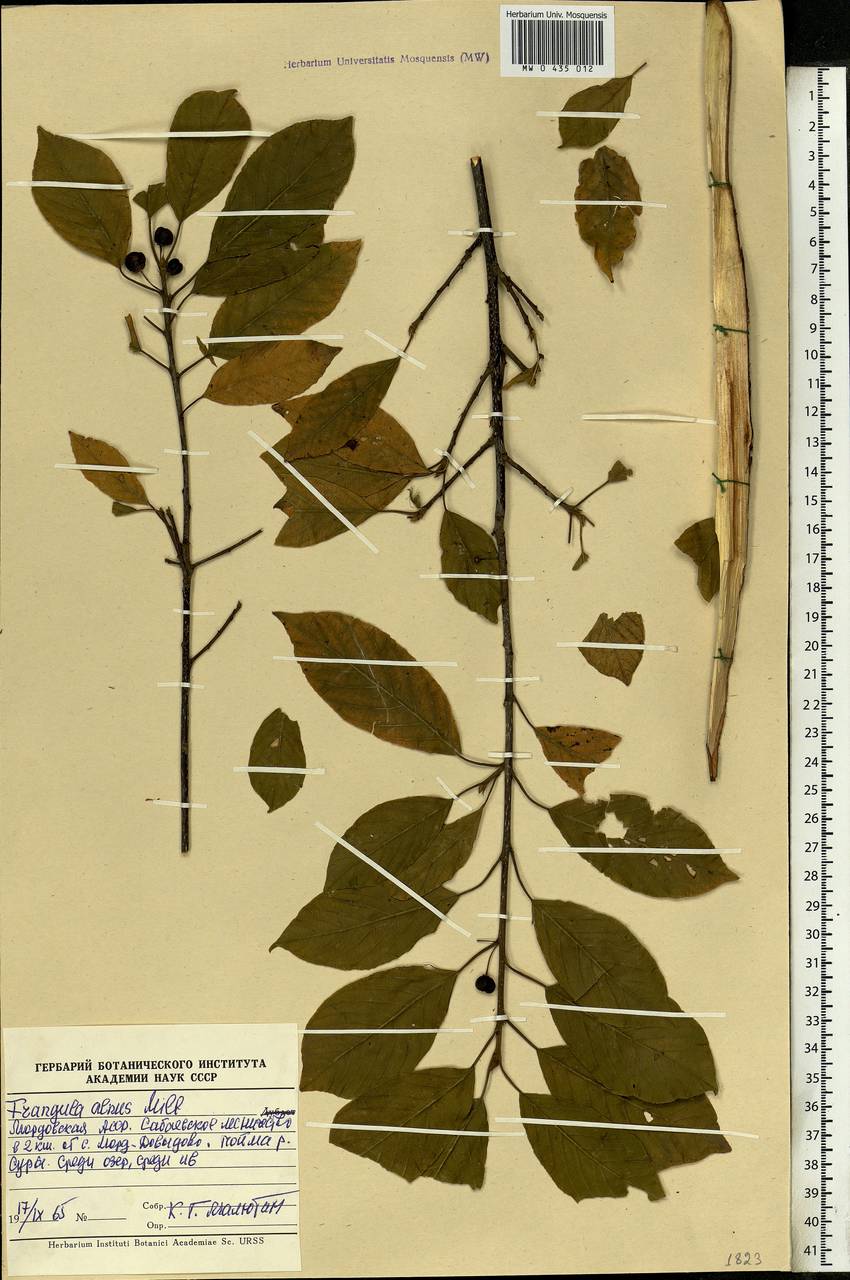 Frangula alnus, Eastern Europe, Middle Volga region (E8) (Russia)