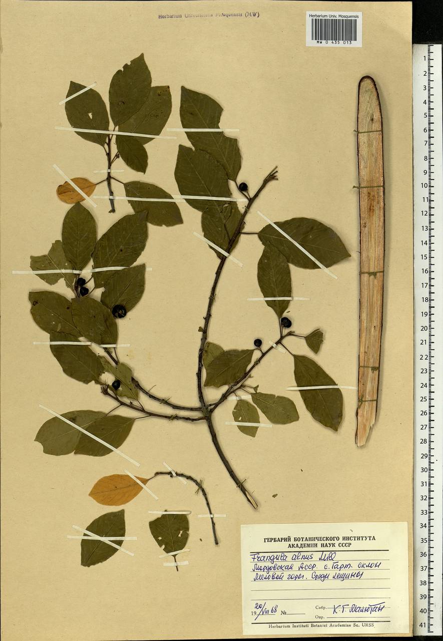 Frangula alnus, Eastern Europe, Middle Volga region (E8) (Russia)