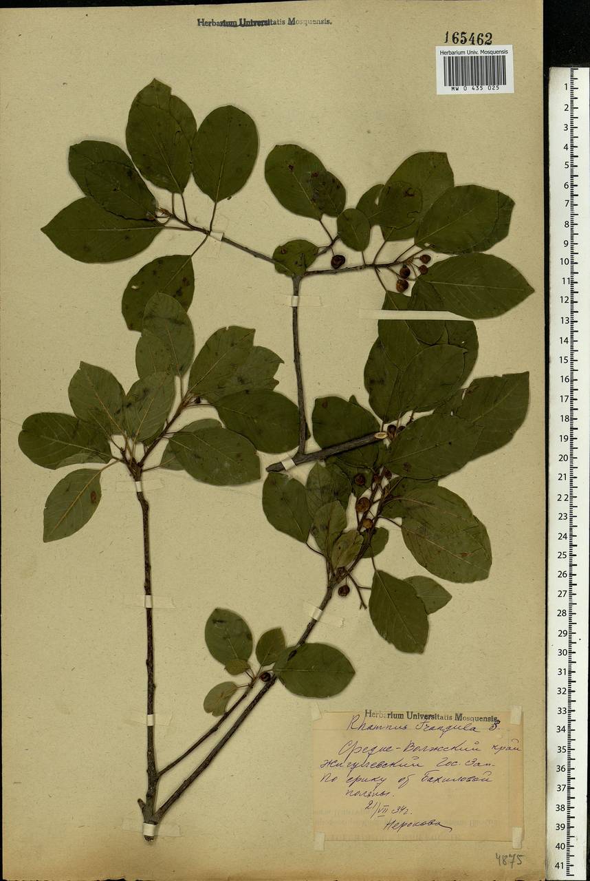 Frangula alnus, Eastern Europe, Middle Volga region (E8) (Russia)