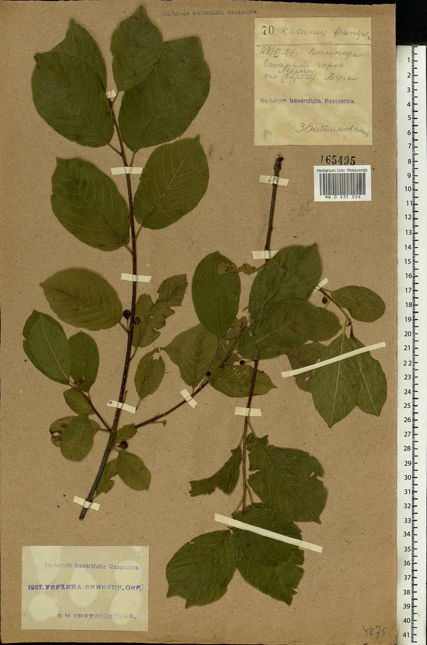 Frangula alnus, Eastern Europe, South Ukrainian region (E12) (Ukraine)