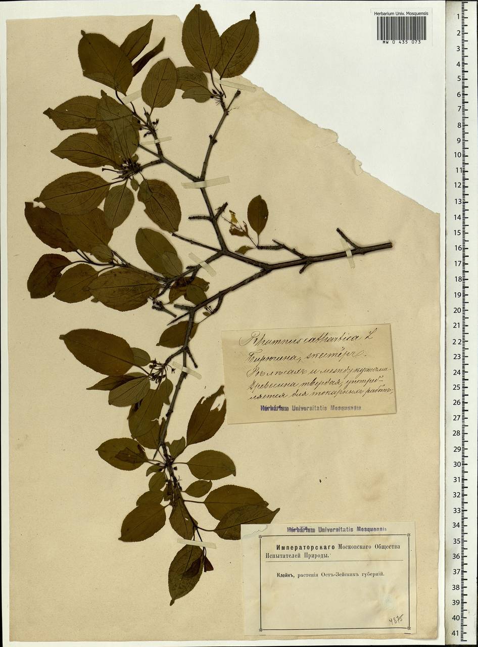 Rhamnus cathartica L., Eastern Europe, Latvia (E2b) (Latvia)
