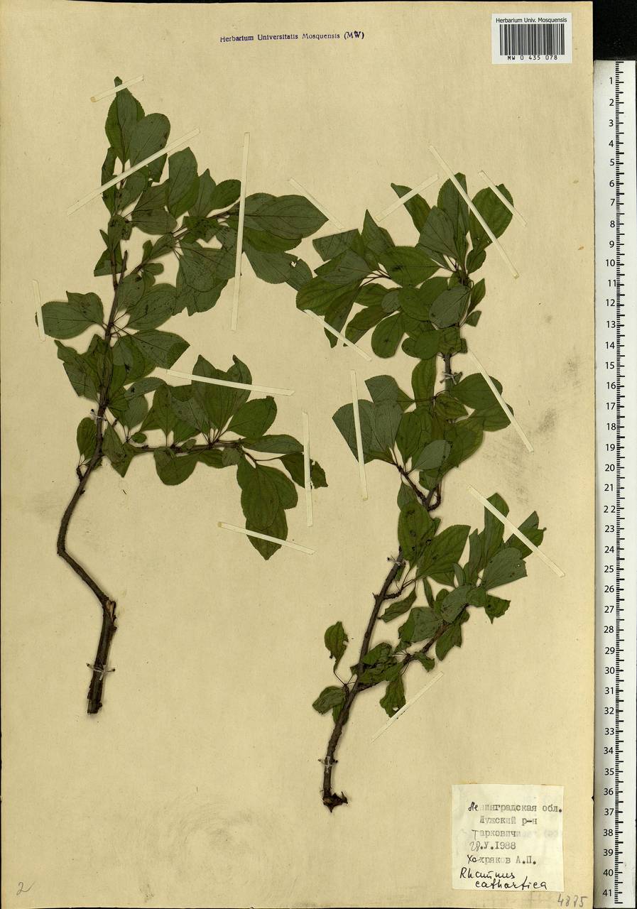 Rhamnus cathartica L., Eastern Europe, North-Western region (E2) (Russia)