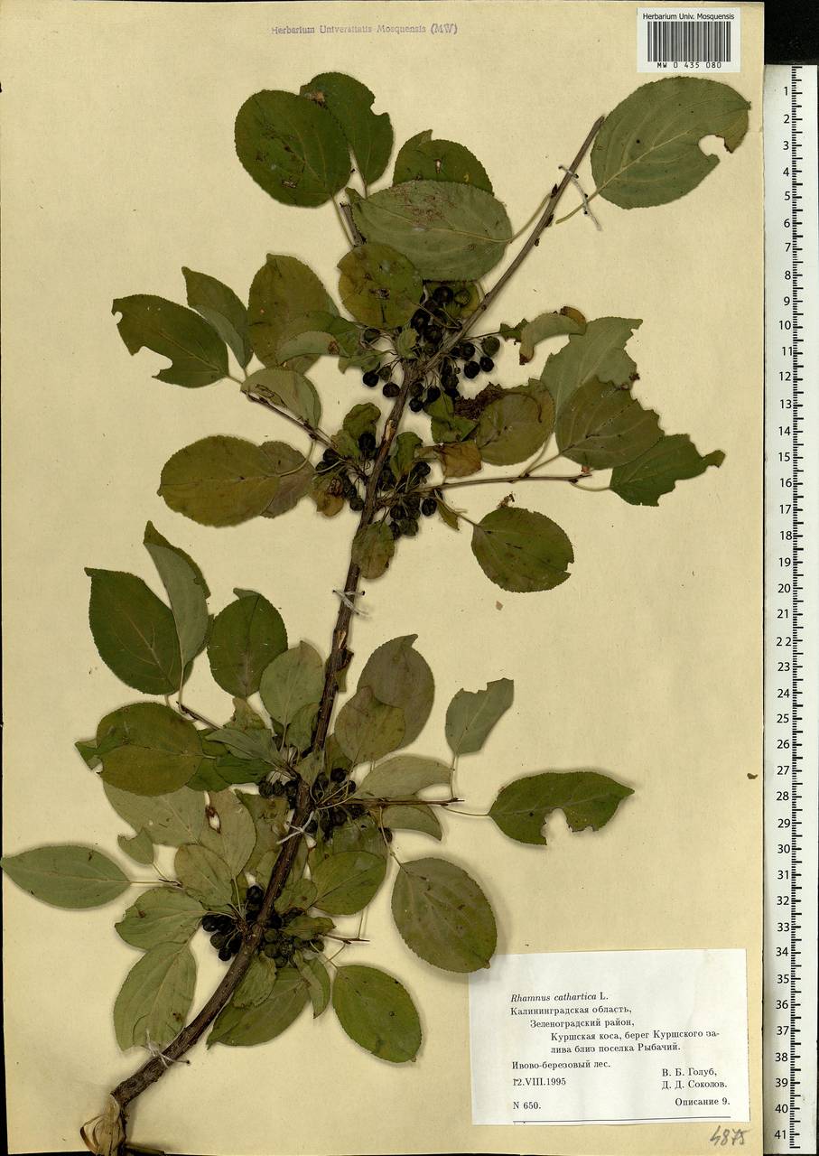 Rhamnus cathartica L., Eastern Europe, North-Western region (E2) (Russia)