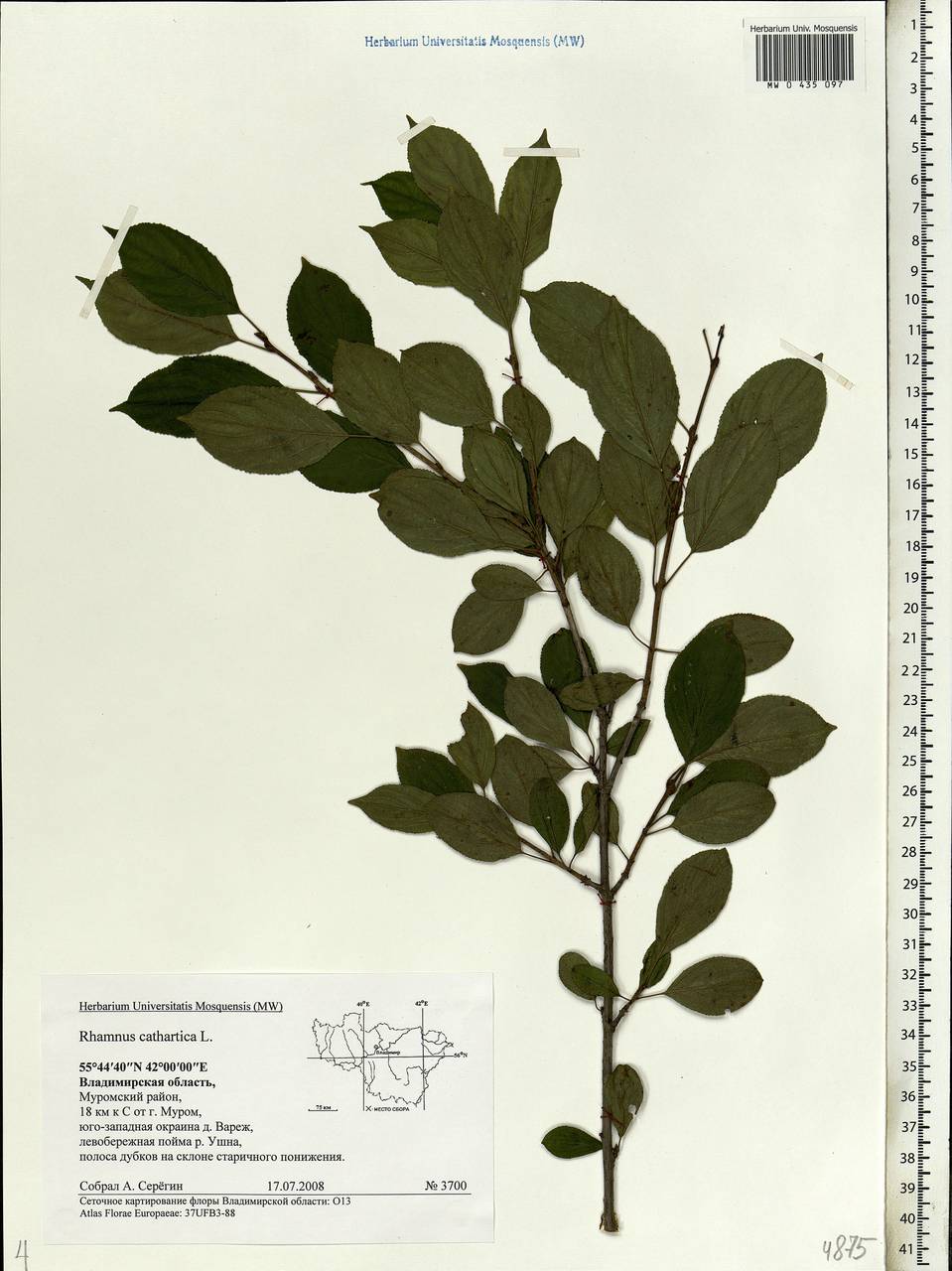 Rhamnus cathartica L., Eastern Europe, Central region (E4) (Russia)