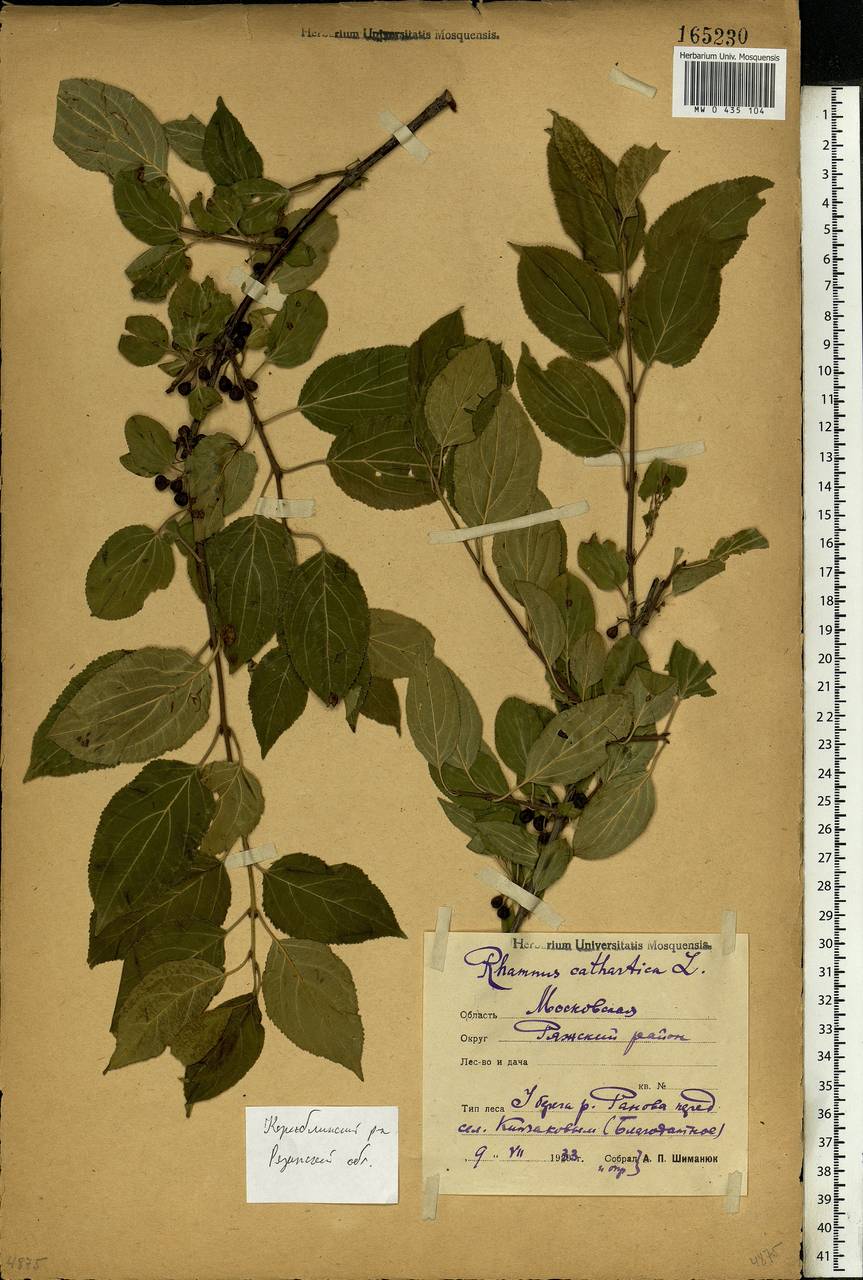 Rhamnus cathartica L., Eastern Europe, Central region (E4) (Russia)