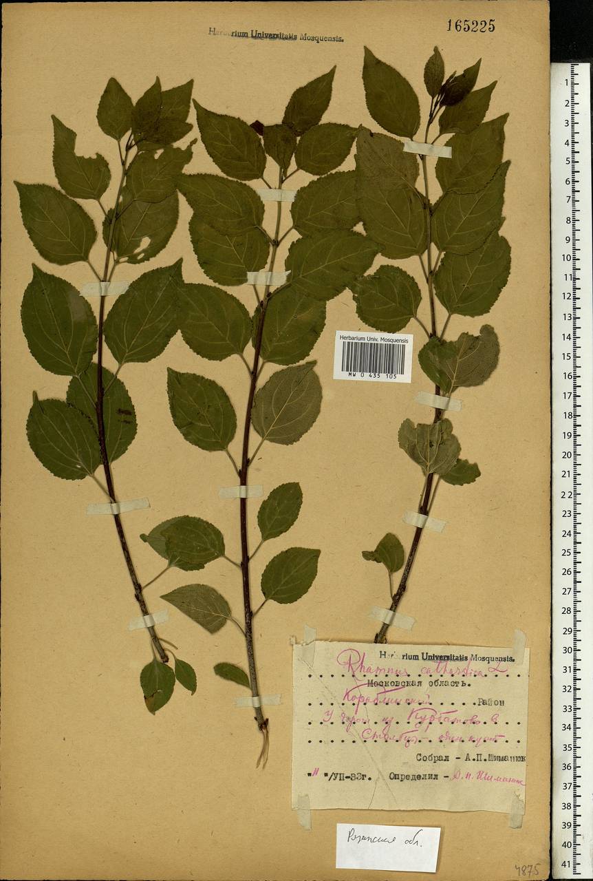 Rhamnus cathartica L., Eastern Europe, Central region (E4) (Russia)