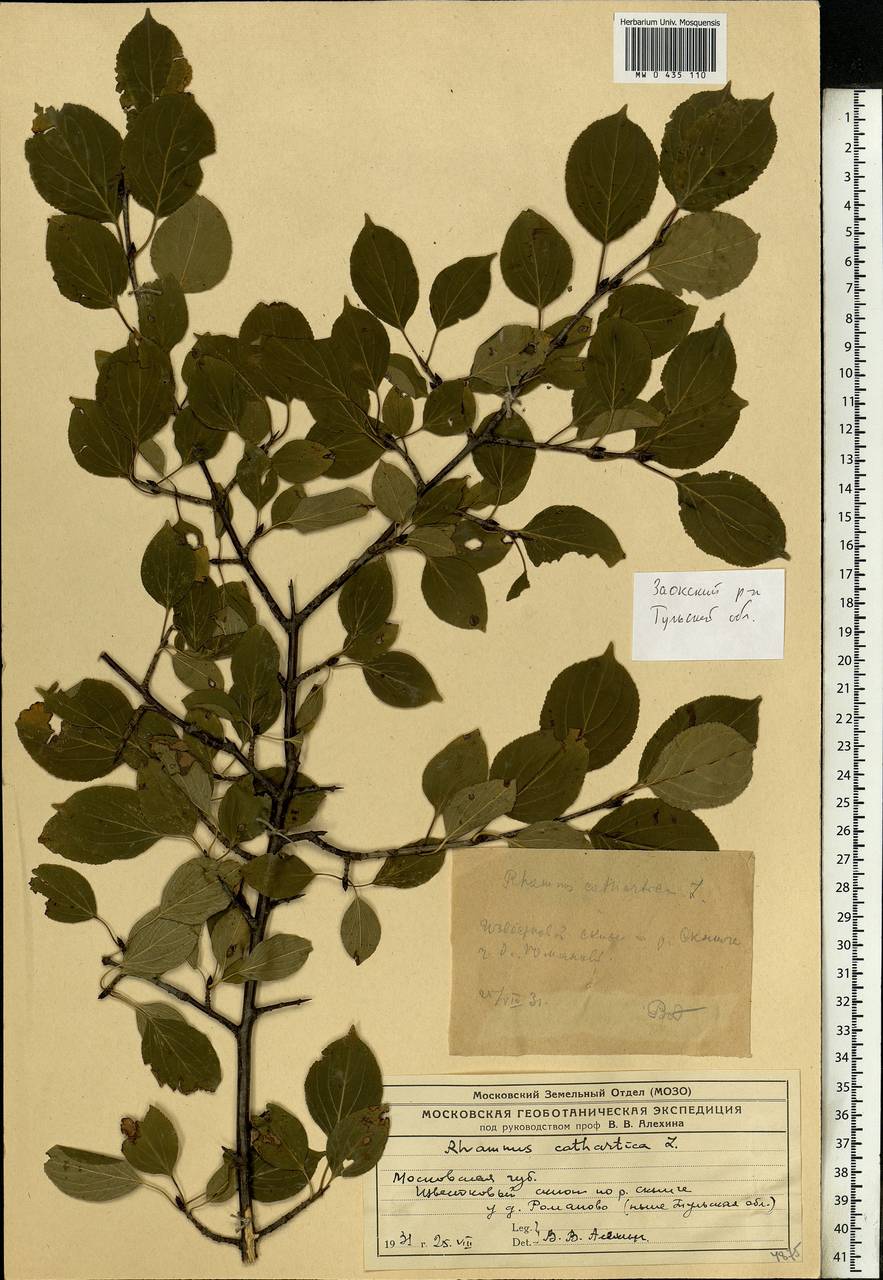 Rhamnus cathartica L., Eastern Europe, Central region (E4) (Russia)