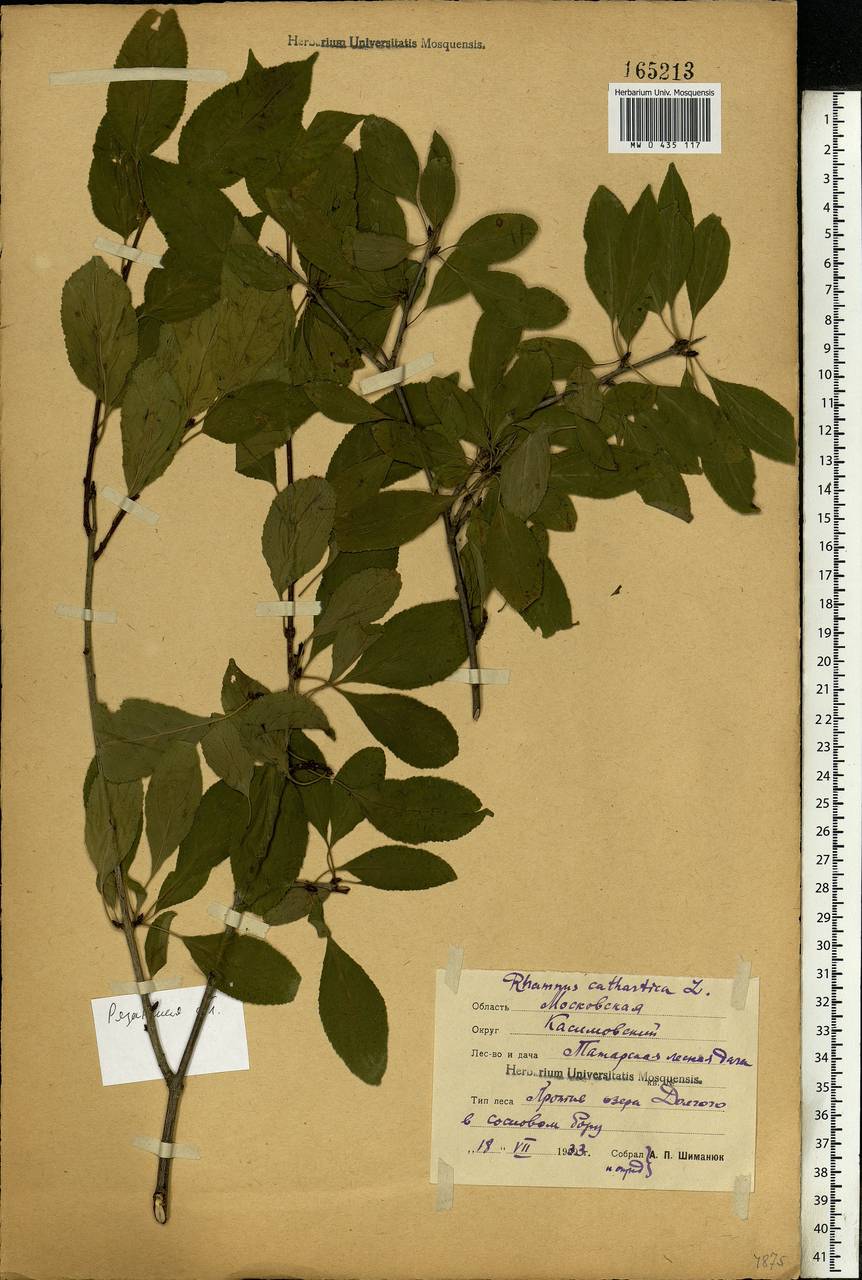 Rhamnus cathartica L., Eastern Europe, Central region (E4) (Russia)