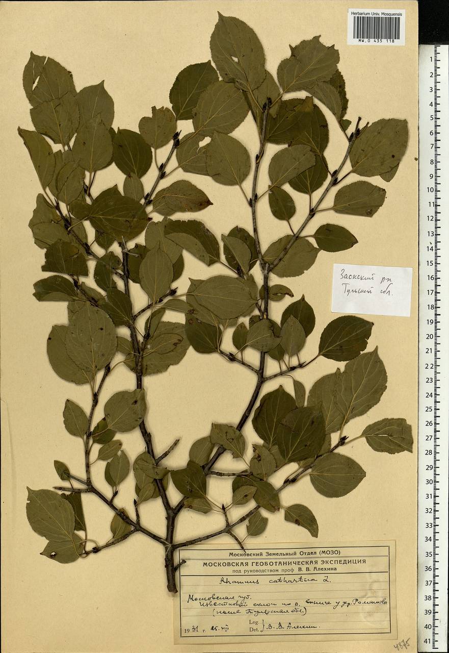 Rhamnus cathartica L., Eastern Europe, Central region (E4) (Russia)