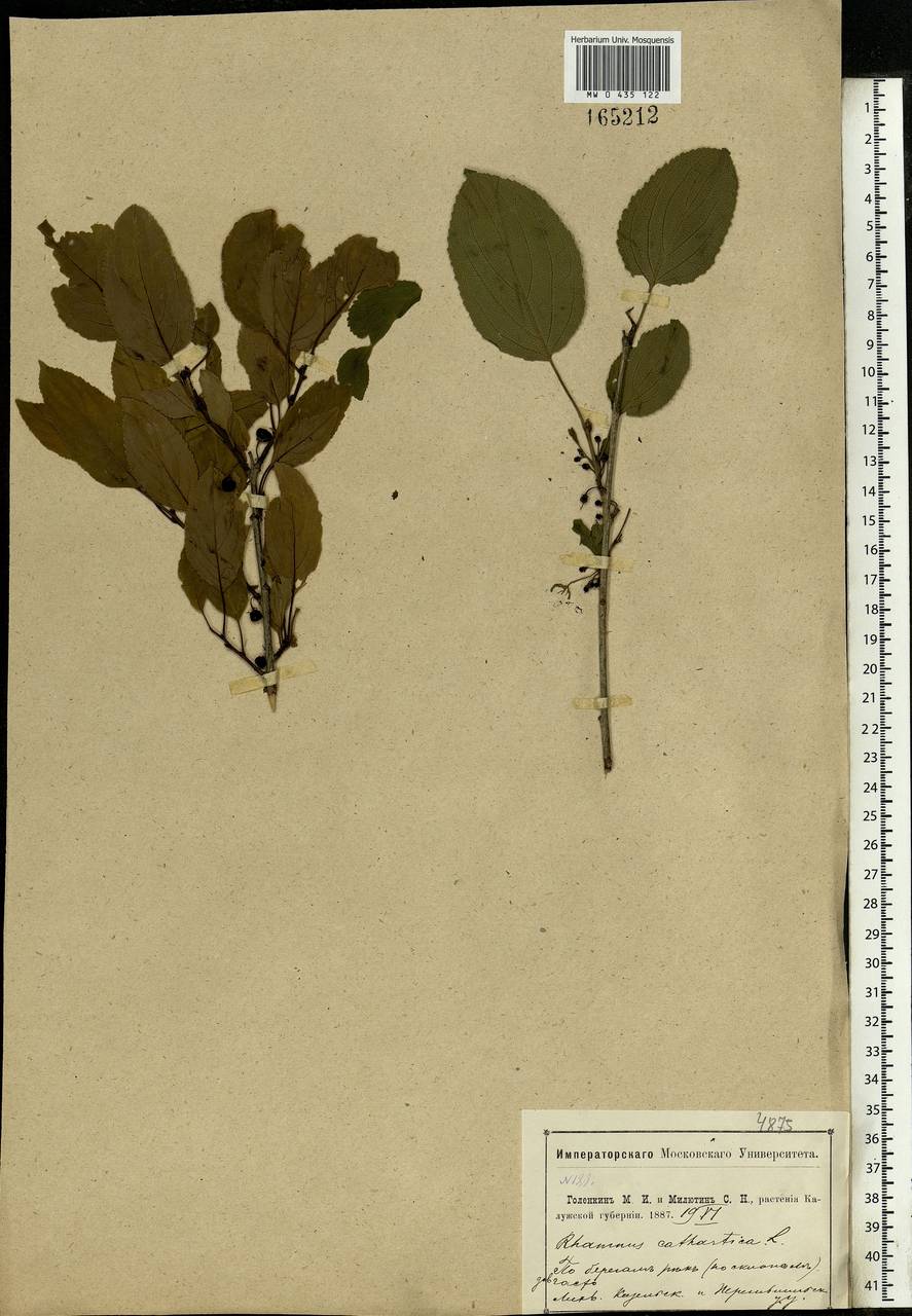 Rhamnus cathartica L., Eastern Europe, Central region (E4) (Russia)