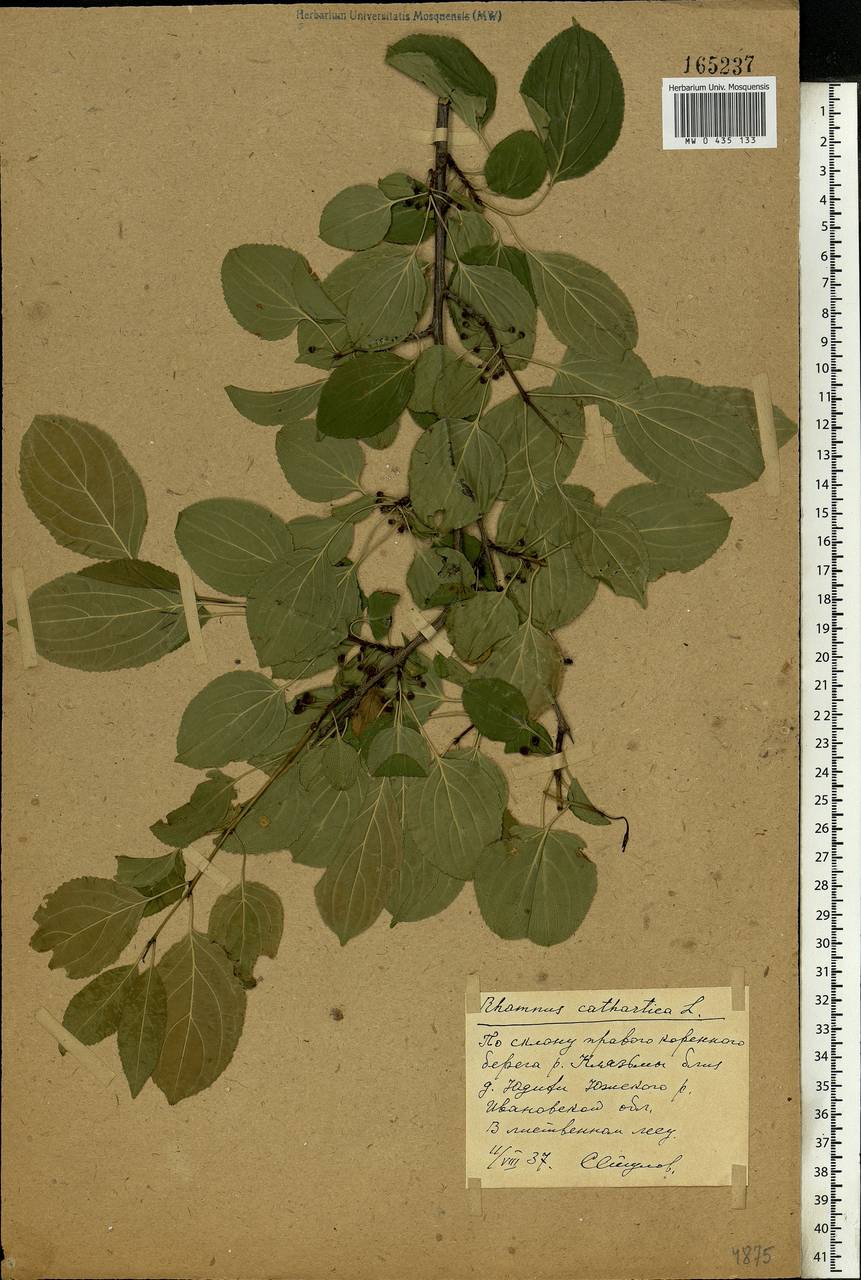 Rhamnus cathartica L., Eastern Europe, Central region (E4) (Russia)