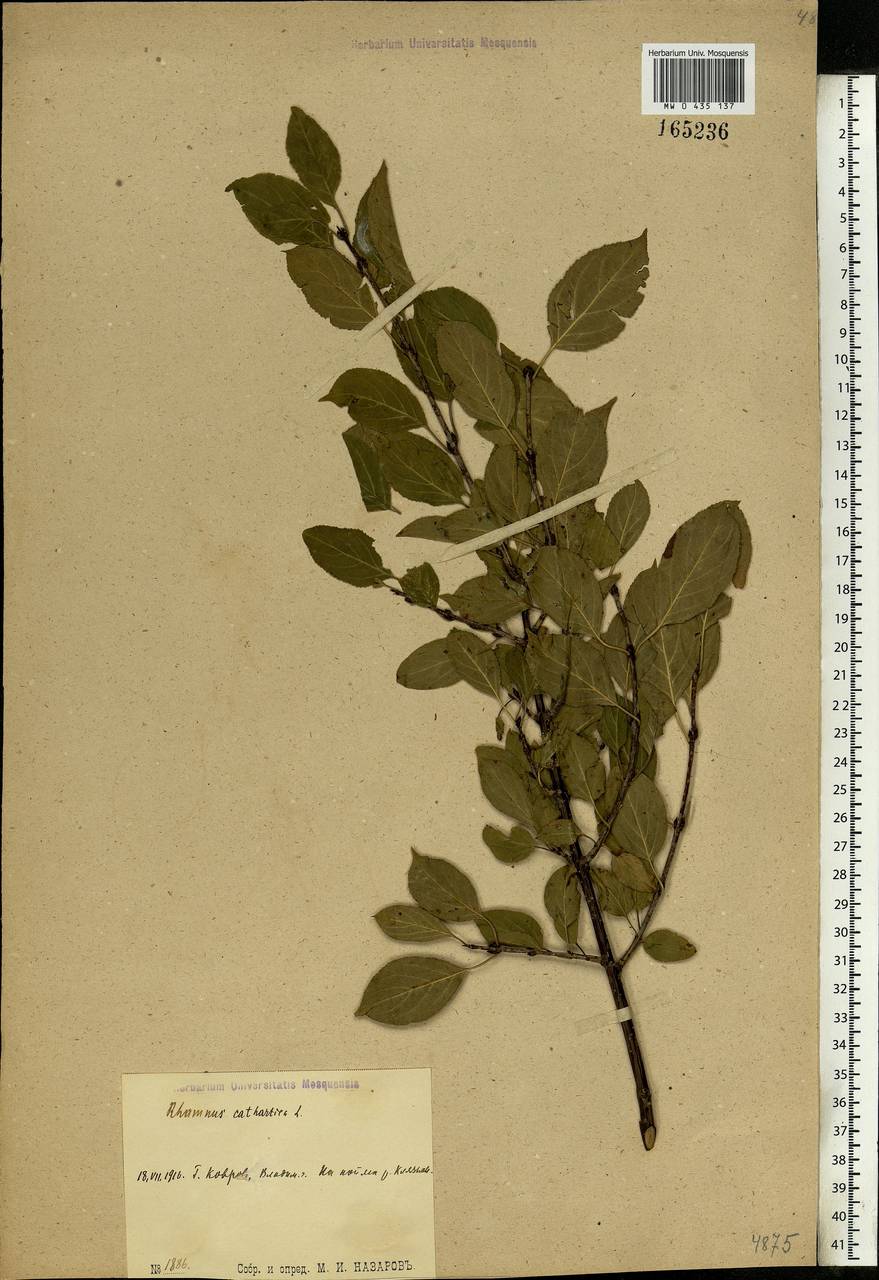 Rhamnus cathartica L., Eastern Europe, Central region (E4) (Russia)