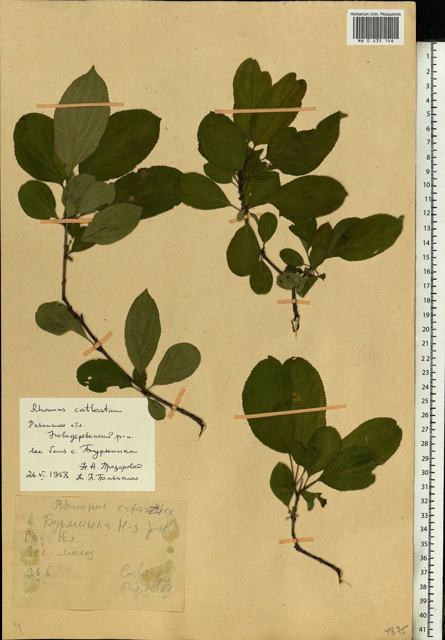 Rhamnus cathartica L., Eastern Europe, Central region (E4) (Russia)