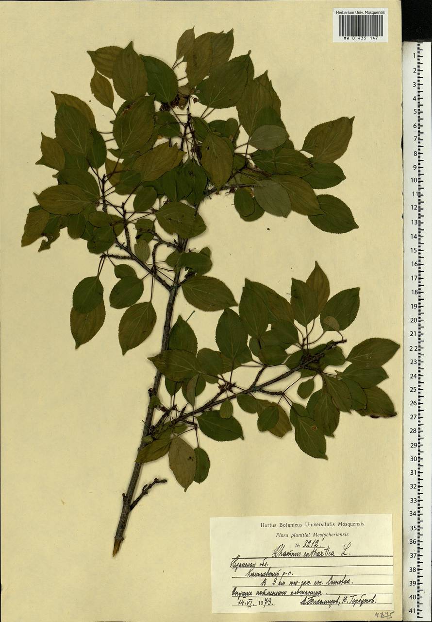 Rhamnus cathartica L., Eastern Europe, Central region (E4) (Russia)