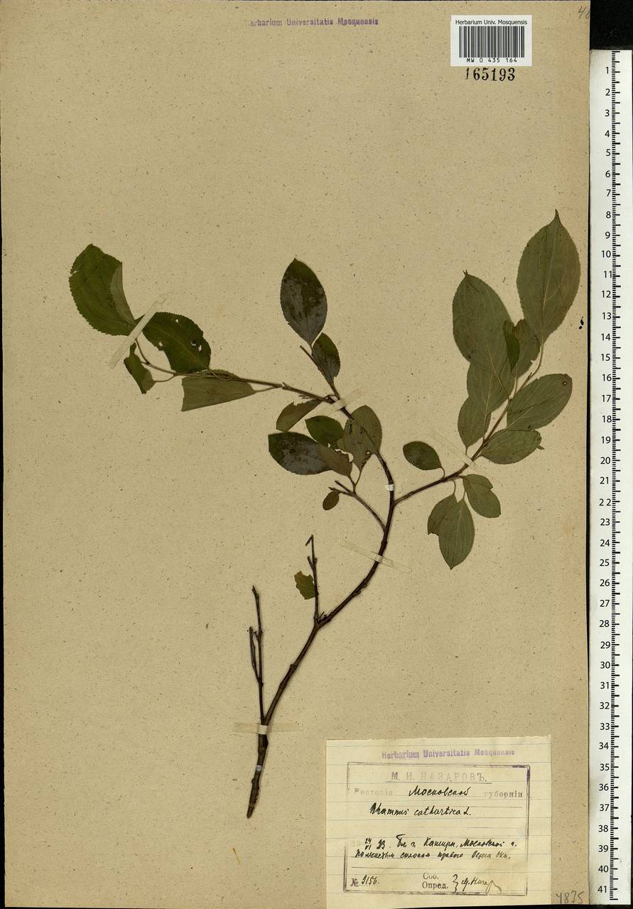 Rhamnus cathartica L., Eastern Europe, Moscow region (E4a) (Russia)