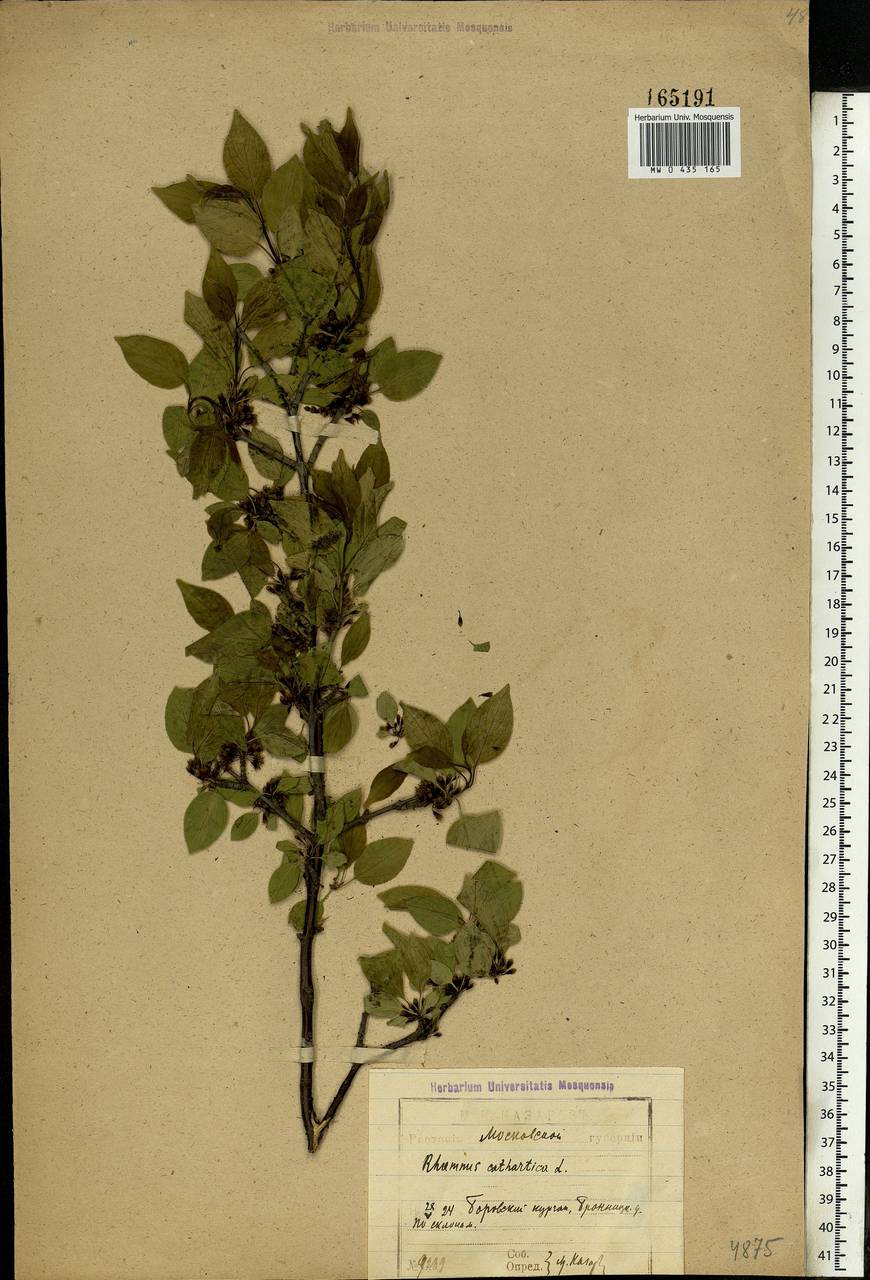 Rhamnus cathartica L., Eastern Europe, Moscow region (E4a) (Russia)