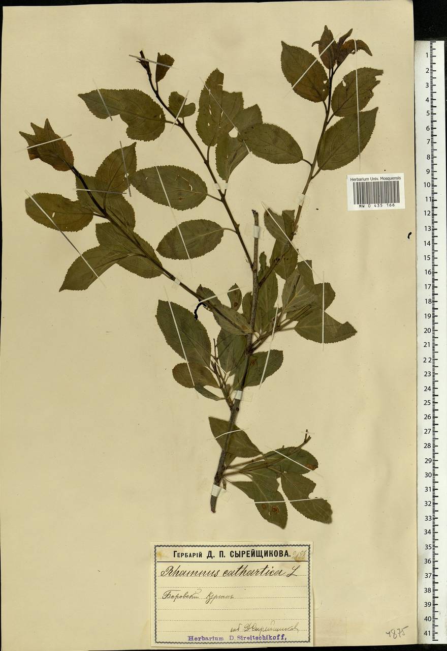 Rhamnus cathartica L., Eastern Europe, Moscow region (E4a) (Russia)