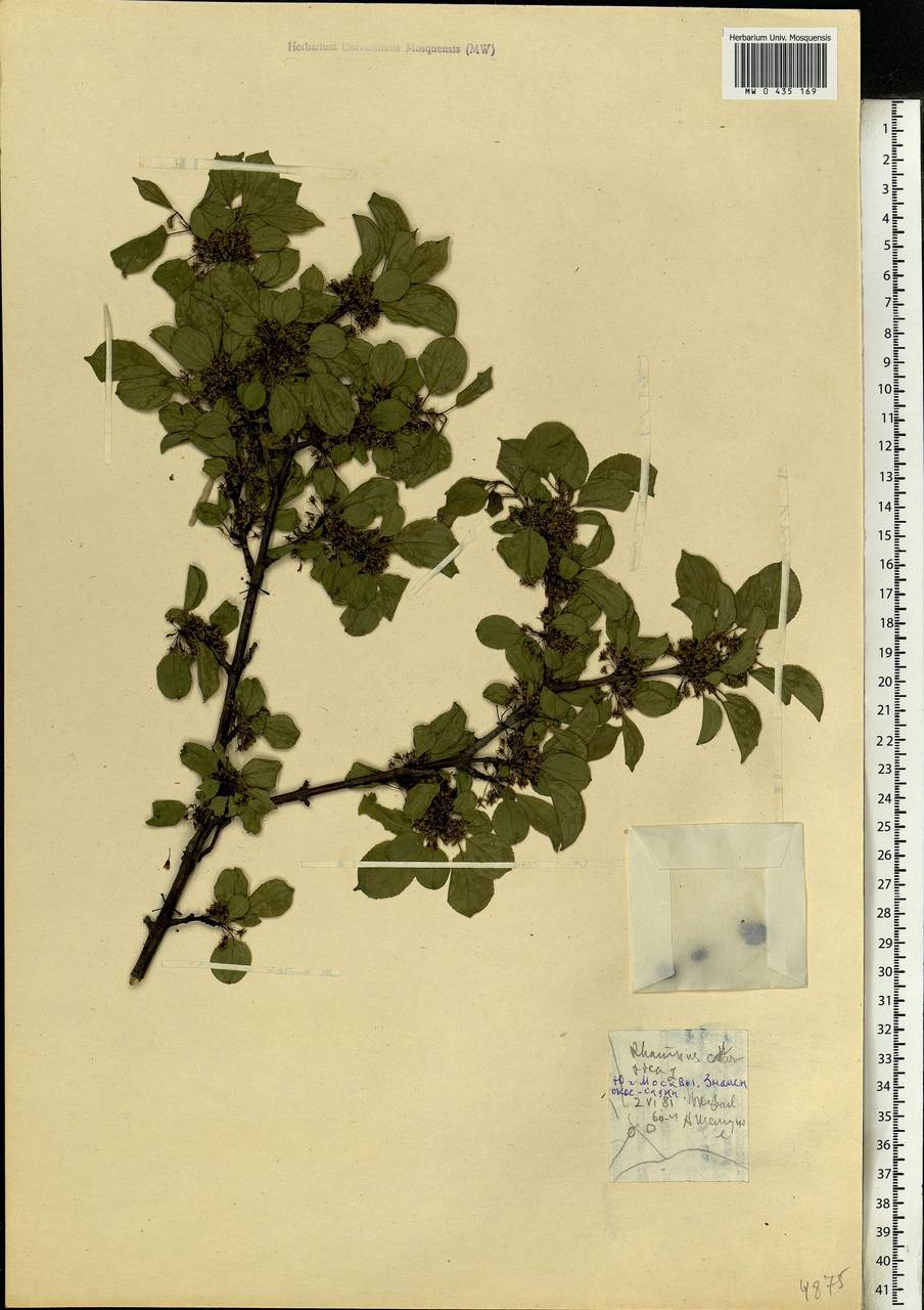 Rhamnus cathartica L., Eastern Europe, Moscow region (E4a) (Russia)