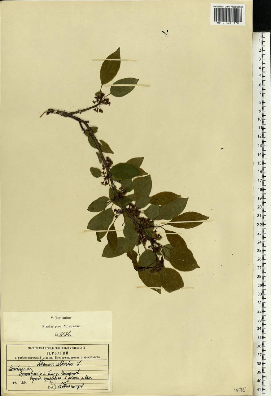 Rhamnus cathartica L., Eastern Europe, Moscow region (E4a) (Russia)