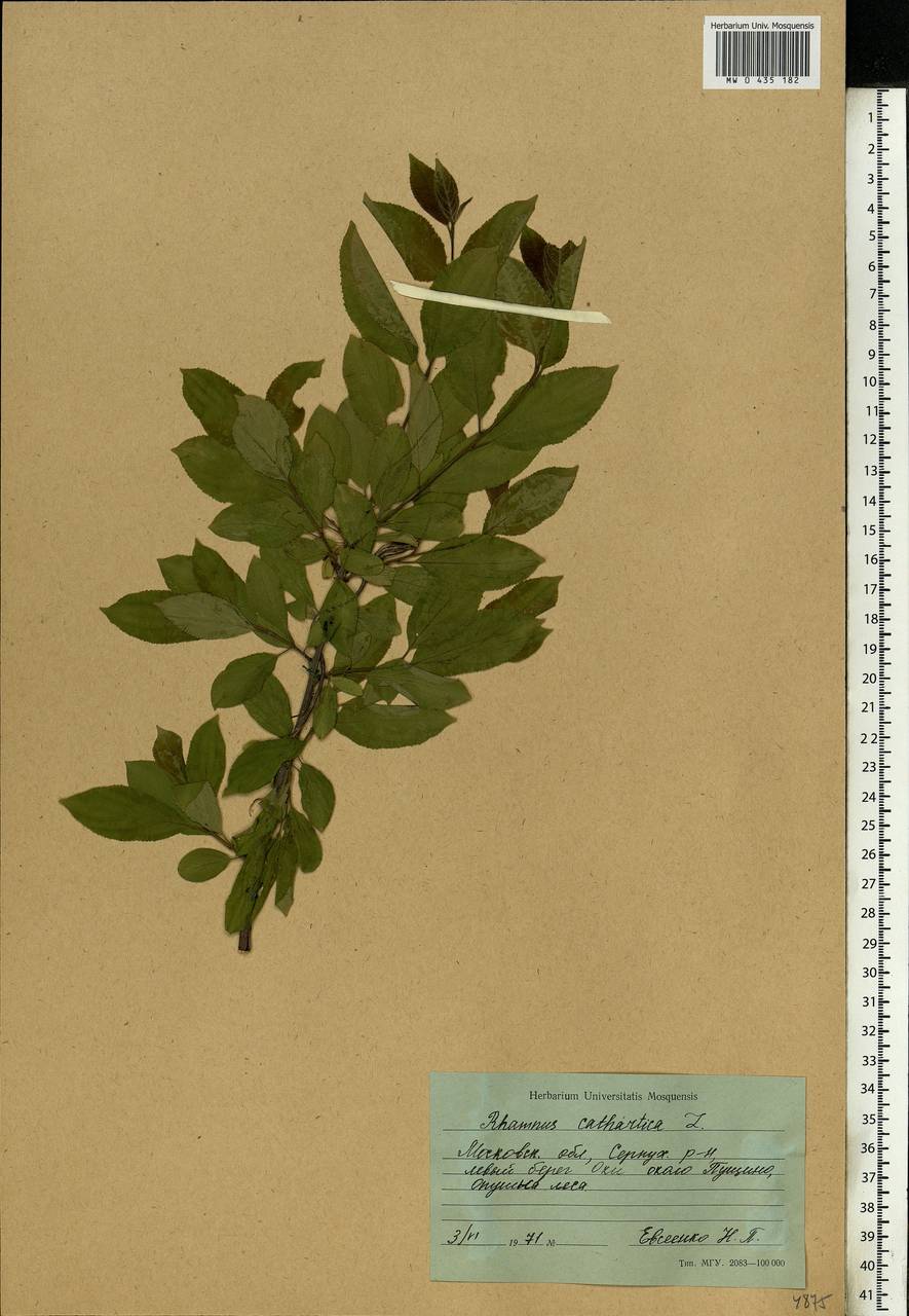 Rhamnus cathartica L., Eastern Europe, Moscow region (E4a) (Russia)