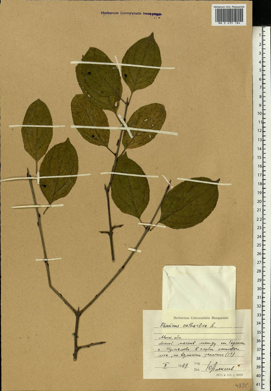 Rhamnus cathartica L., Eastern Europe, Moscow region (E4a) (Russia)