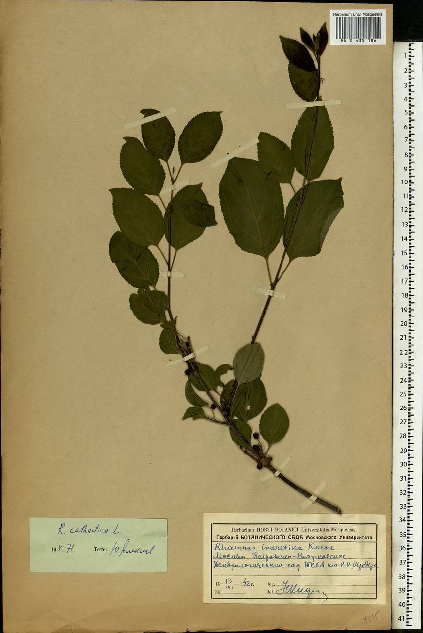 Rhamnus cathartica L., Eastern Europe, Moscow region (E4a) (Russia)