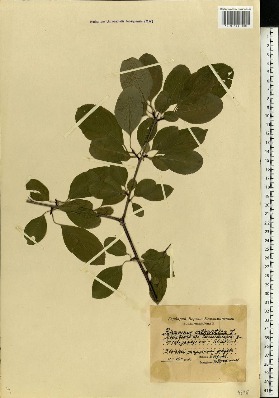 Rhamnus cathartica L., Eastern Europe, Moscow region (E4a) (Russia)